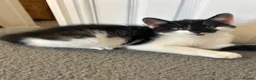 Mixed Breed cats for sale: Unique Smart Kittens for Loving Homes  in Kilwinning - Advert 5