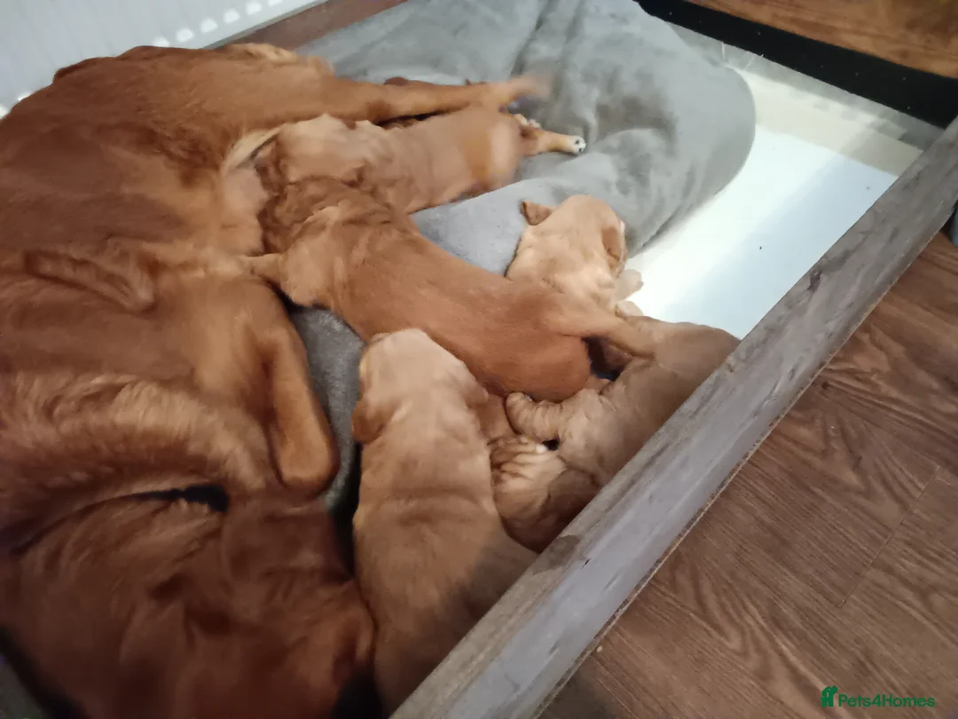 Golden Retriever dogs for sale: GOLDEN RETRIEVER (RED) in Forfar - Advert 5