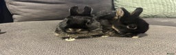Netherland Dwarf rabbits for sale: Brother & sister bunnies to be homed together  - Advert 2