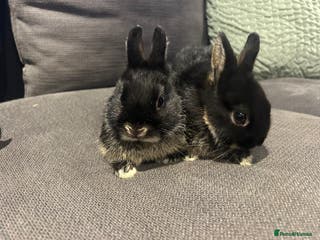 Netherland Dwarf rabbits Brother & sister Purebred bunnies: homed together - Advert 10