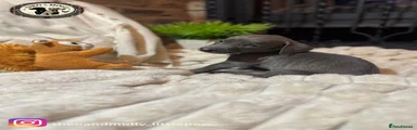Weimaraner 2