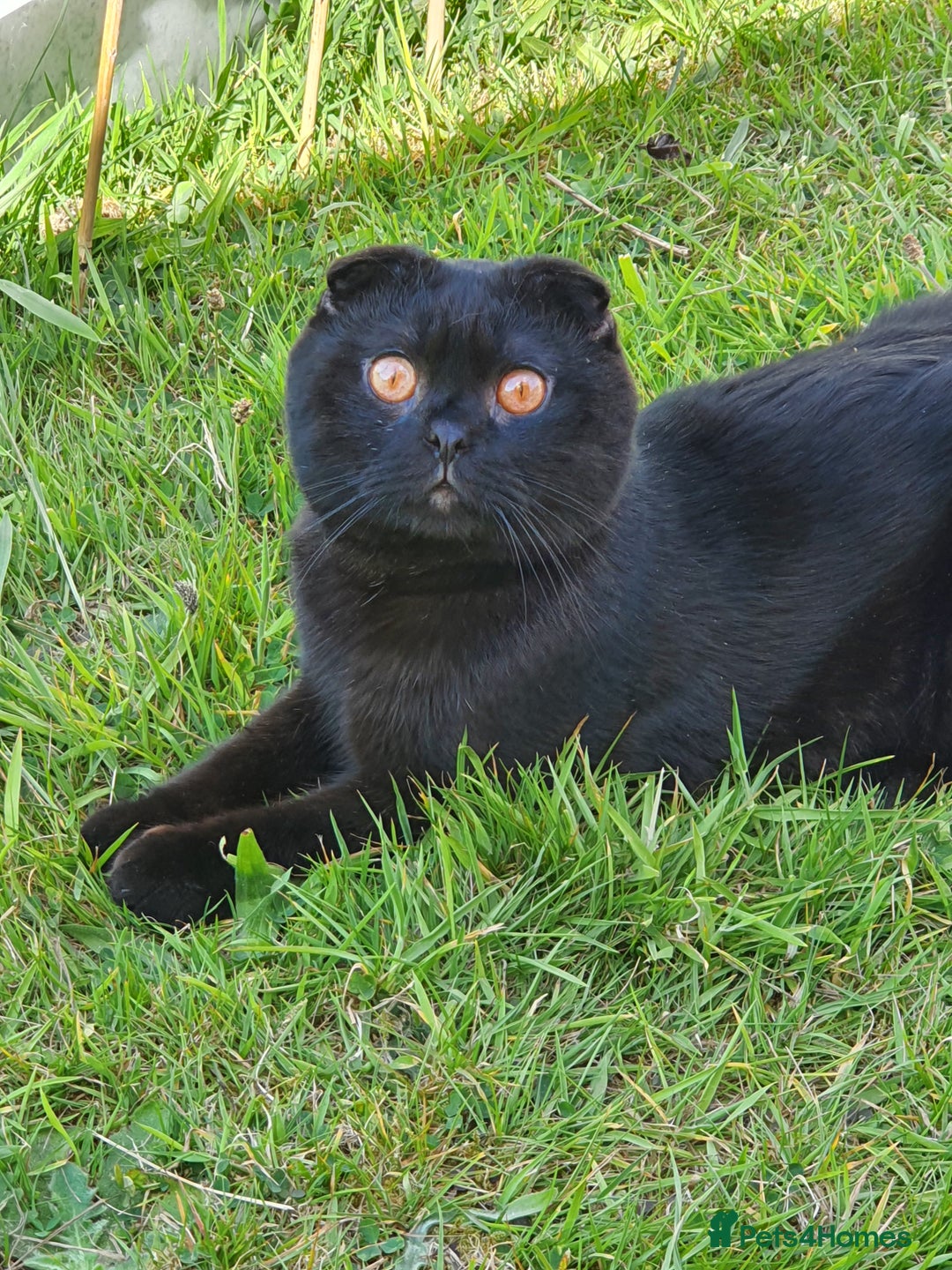 Scottish Fold cats for sale: 🥰💕Reservation list for 3 kittens is open💜🩵 - Advert 10
