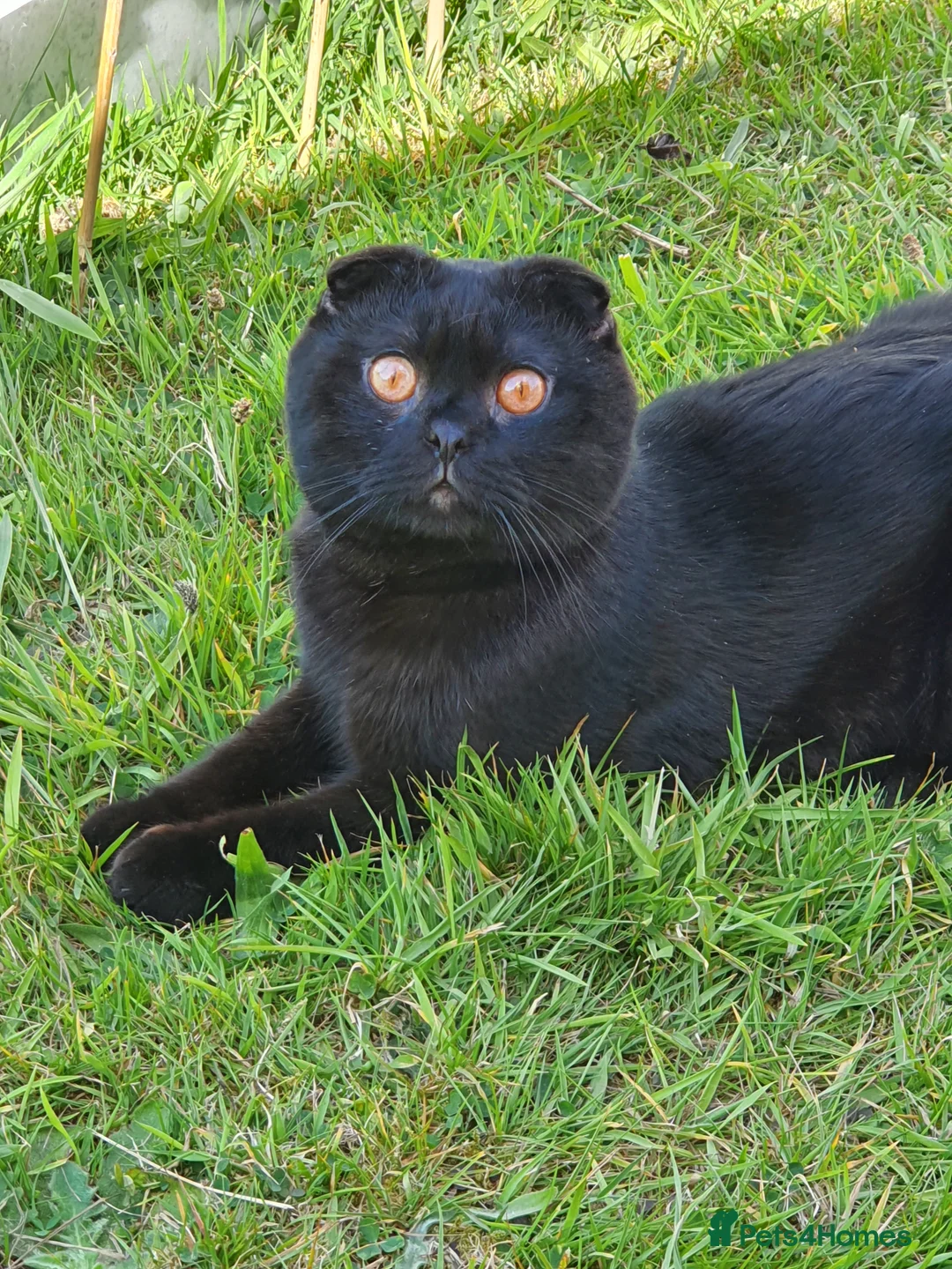 Scottish Fold cats for sale: 🥰LAST  BOY 💜🩵 - Advert 5