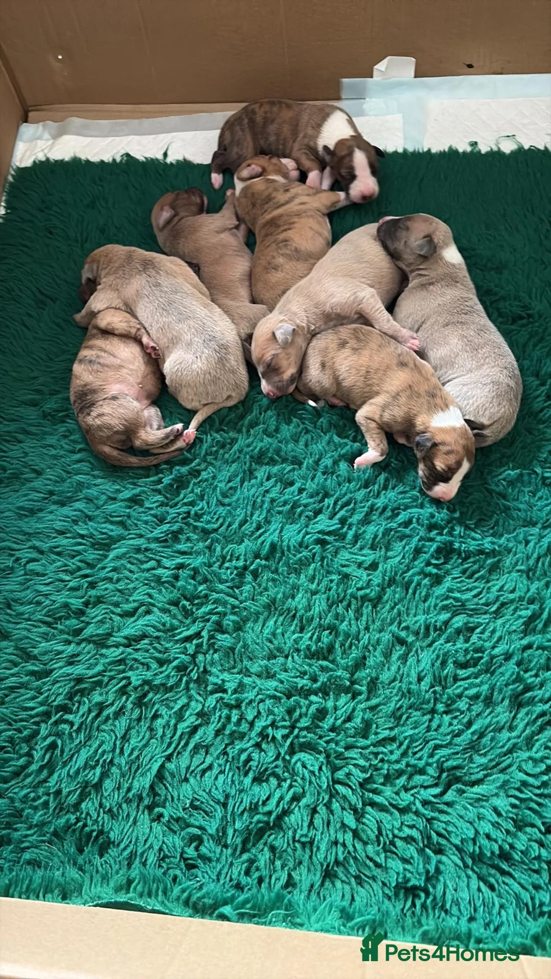 Whippet dogs for sale: Wonderful Whippets in Ashford - Advert 5