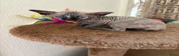 Sphynx cats for sale: Unusual Sphinx’s kittens  - Advert 14