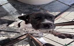 Pointer dogs for sale: ⭐️ LAST 3 PUPS REMAINING!⭐️ - Image 3