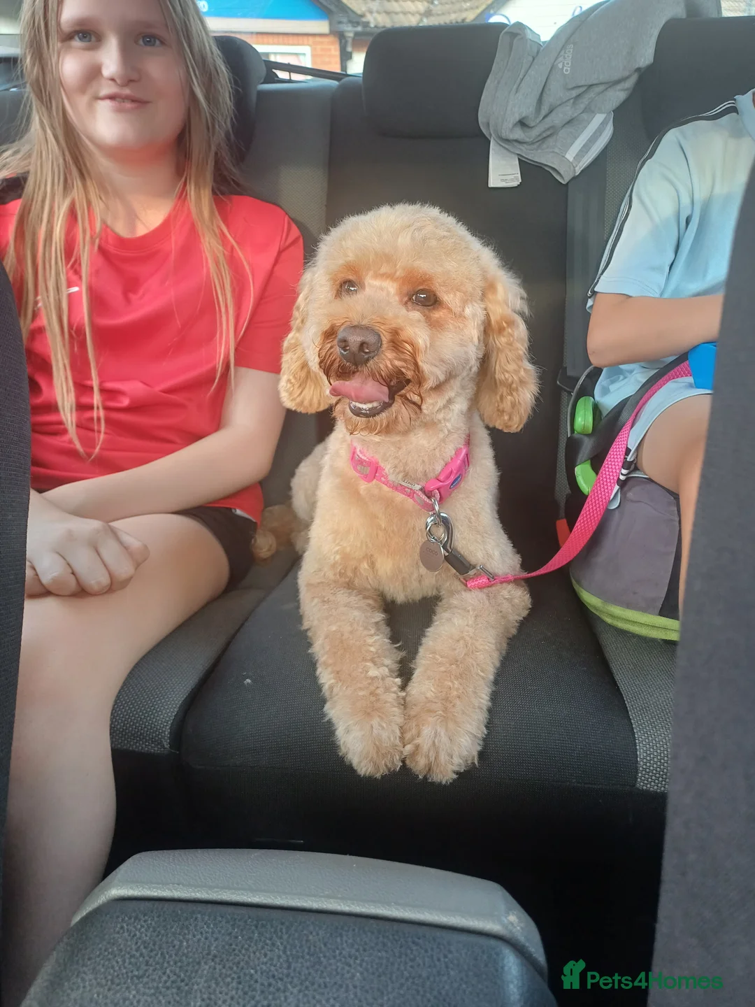 Cockapoo dogs for sale: Beautiful small cockapoo - Advert 1