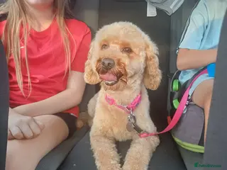 Cockapoo dogs Beautiful small cockapoo - Advert 13