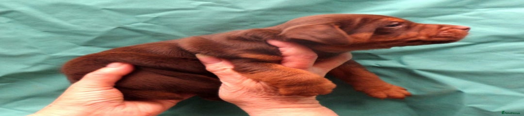 Russell Pinscher Puppy 3