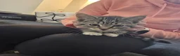 Mixed Breed cats for sale: Female kittens  - Advert 7