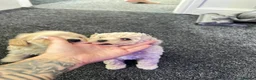Maltipoo dogs for sale: MALTIPOOS!!! - Advert 13