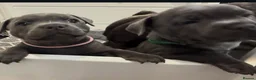 Staffordshire Bull Terrier dogs for sale: Brilliant Pure Staffordshire Bull Terrier puppies in Glasgow - Advert 18