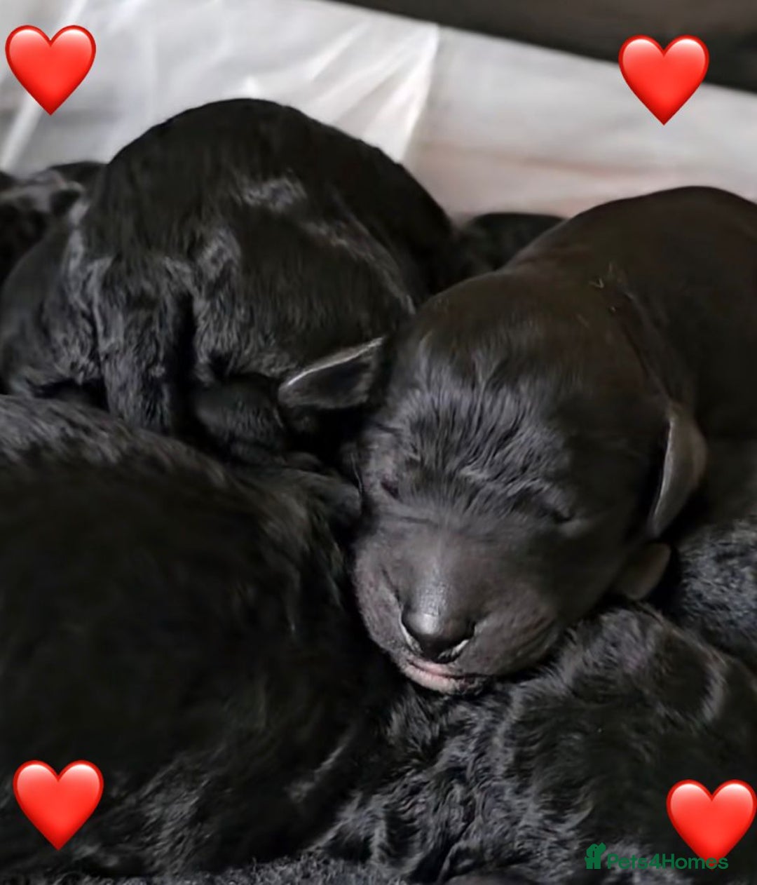 Cockapoo dogs for sale: Adorable Cockapoo Puppies  - Image 5
