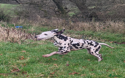 Dalmatian dogs for sale: Dalmatian older girl - Image 2