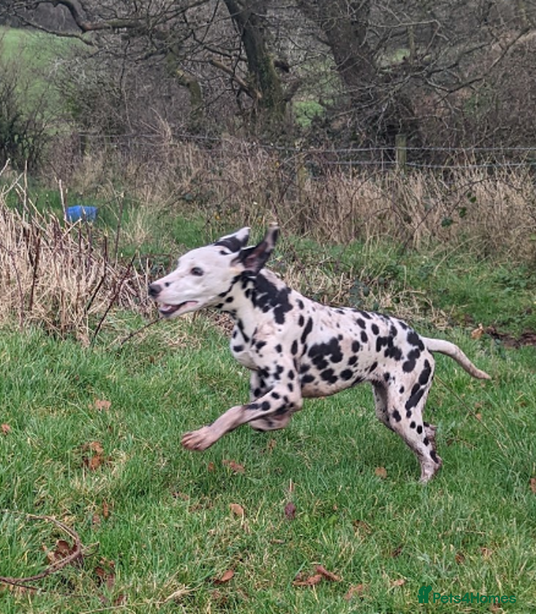Dalmatian dogs for sale: Dalmatian older girl - Image 2