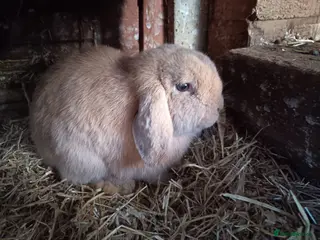 Mini Lop rabbits Male neutered rabbit looking for new home - Advert 2