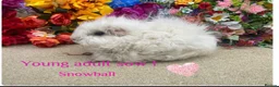 Guinea Pig rodents for sale: Pedigree Lunkarya/Blue/ Dalmation Guinea pigs  - Advert 4