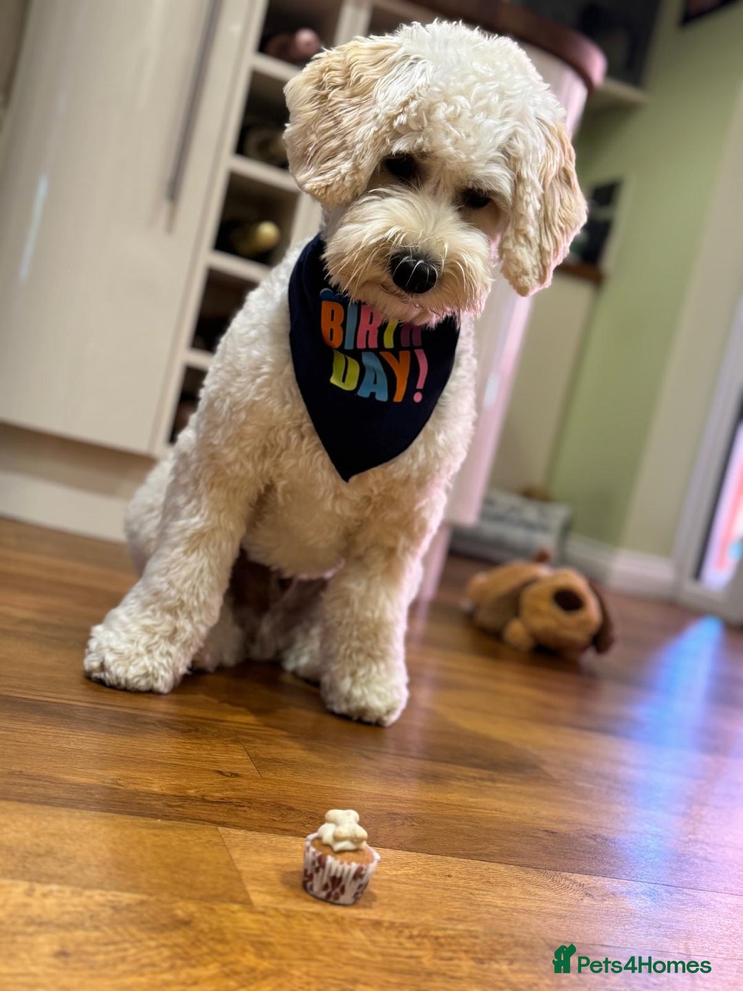 Mixed Breed dogs for sale: Authentic Annetteslabradoodles/Cobberdogs - Advert 17