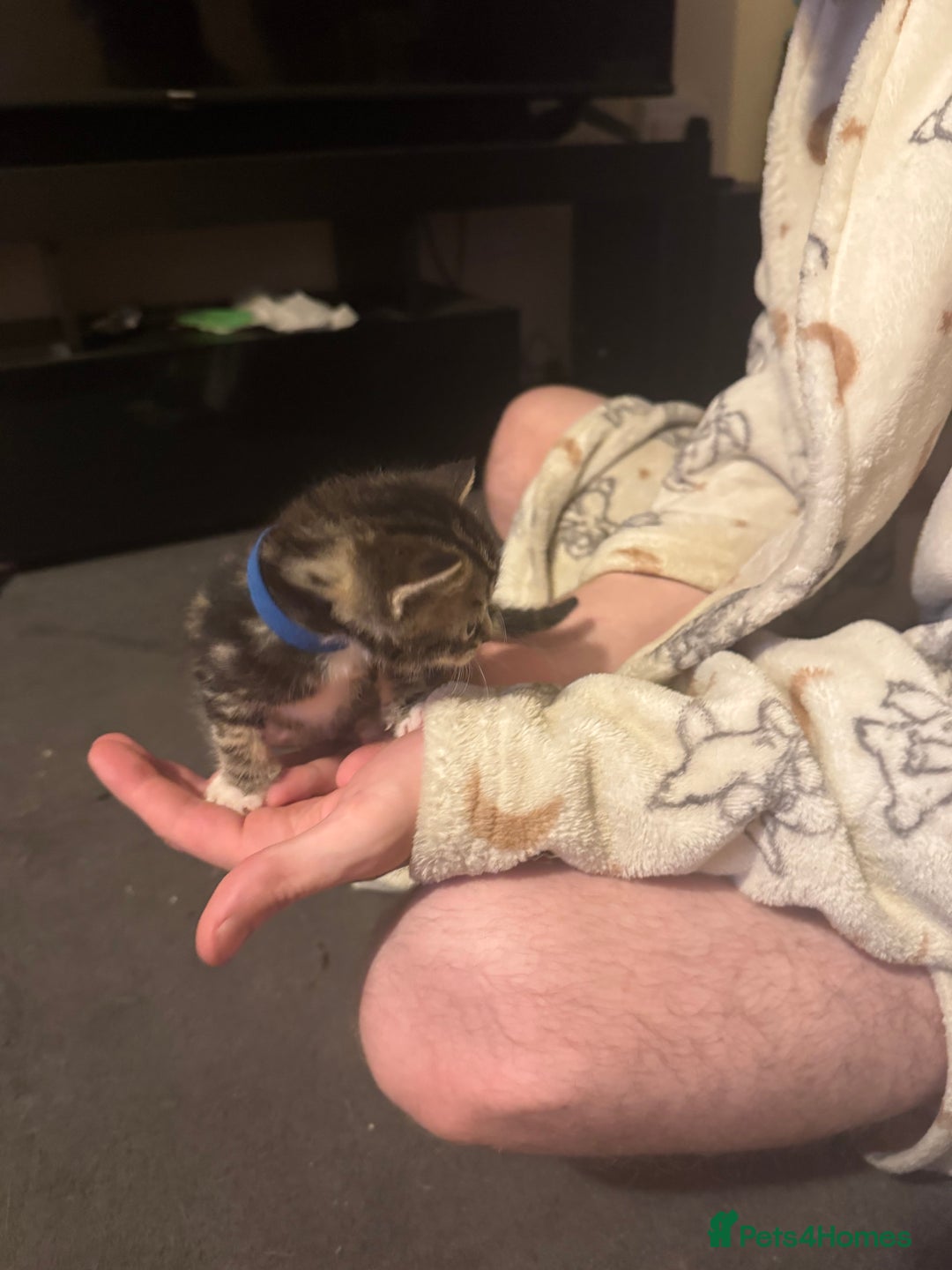 Mixed Breed cats for sale: Kittens for sale can go sept 7th - Image 8