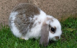 Mini Lop rabbits for sale: Gorgeous Mini lop babies looking for new homes - Image 26