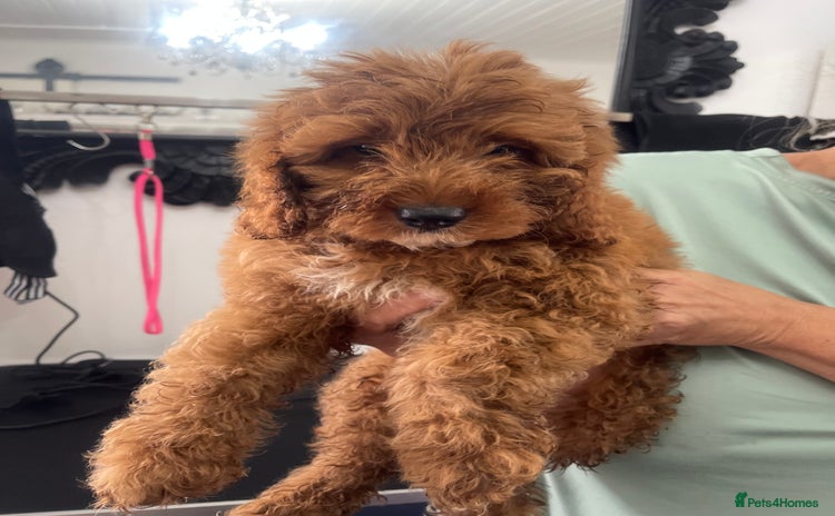 Cavapoo dogs - Advert 10