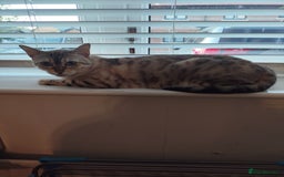 Bengal cats for sale: Snow Bengal 6 years old  - Image 2