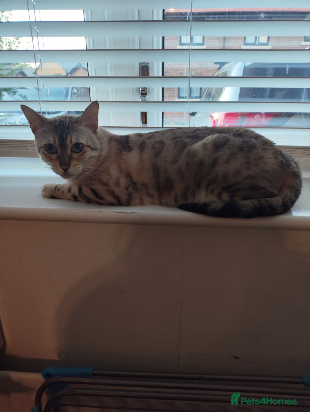 Bengal cats for sale: Snow Bengal 6 years old  - Image 2