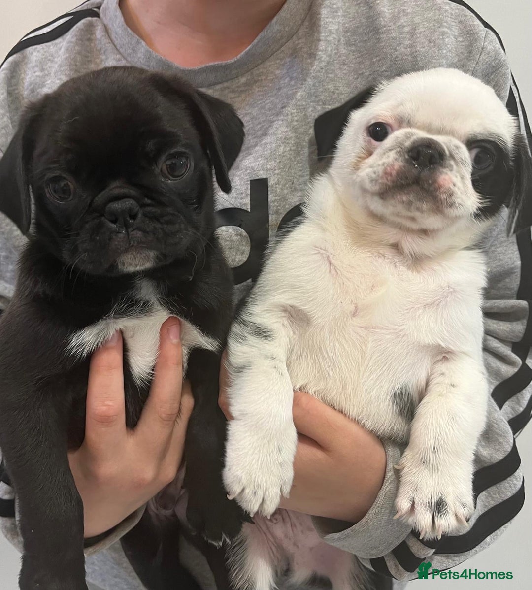 Pug dogs for sale: Ready for their forever homes Stunning Pug Puppies in Leeds - Image 1