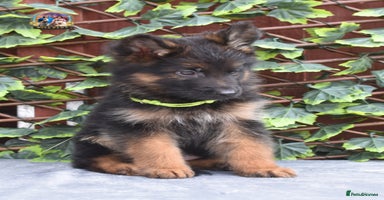 German Shepherd dogs - Advert 2