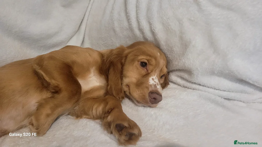 Cocker Spaniel dogs for sale: cocker spaniel puppies in Dover - Advert 5