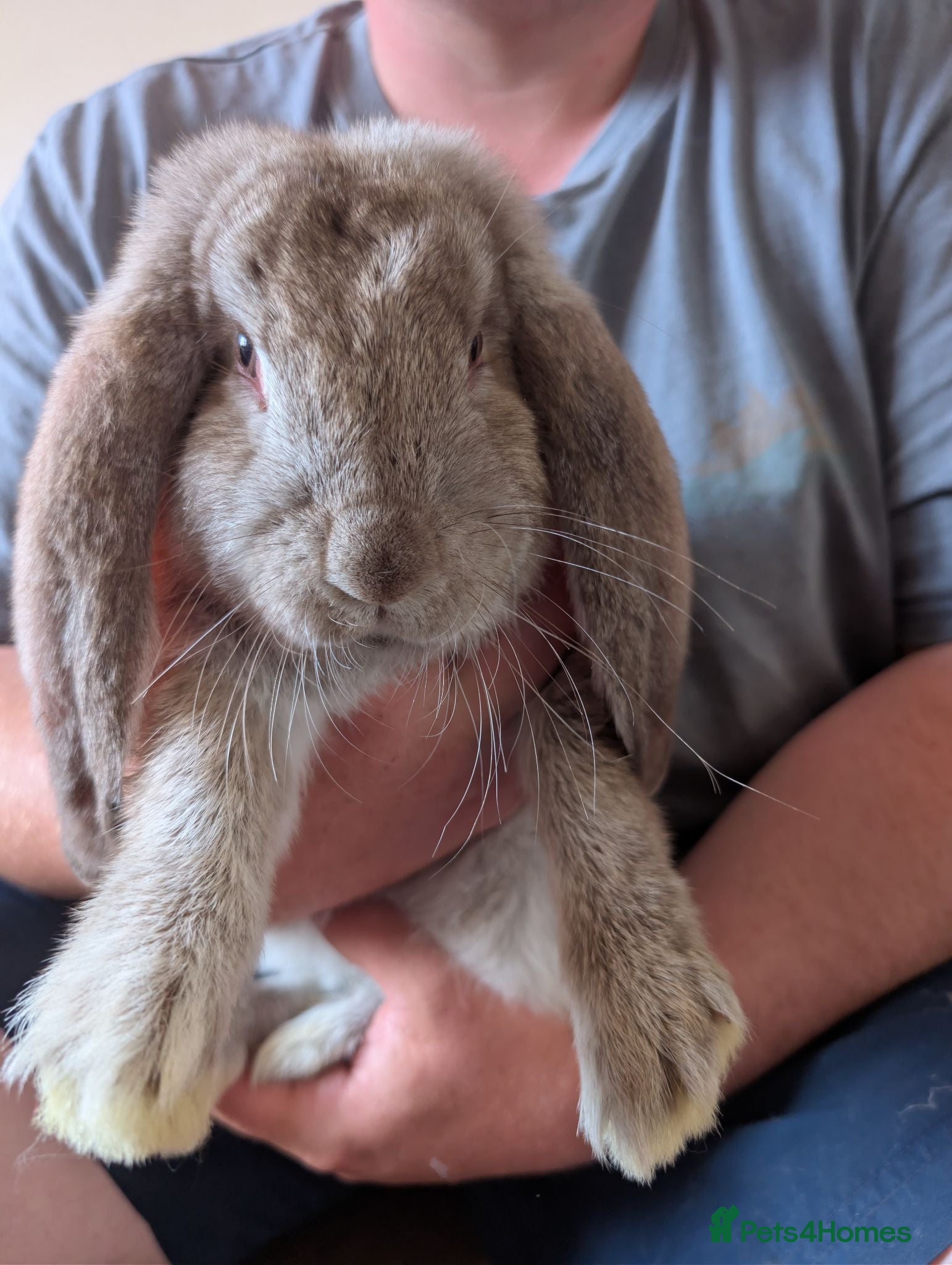 French Lop rabbits Beautiful French lops  - Advert 1