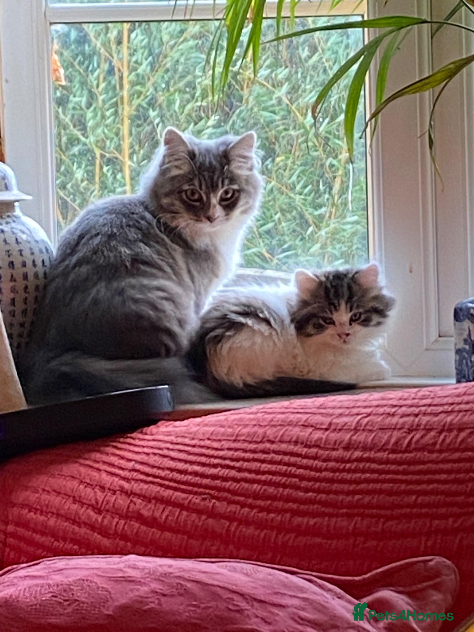 Siberian cats 3 Adorable Siberian kittens available - Advert 1