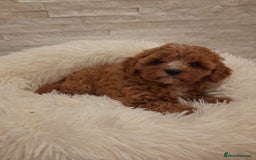 Cavapoo dogs for sale: Beautiful Cavapoos  - Image 1