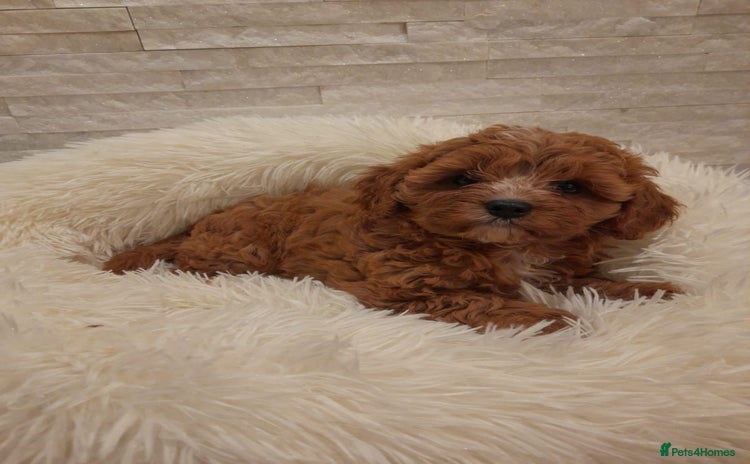 Cavapoo dogs - Advert 2