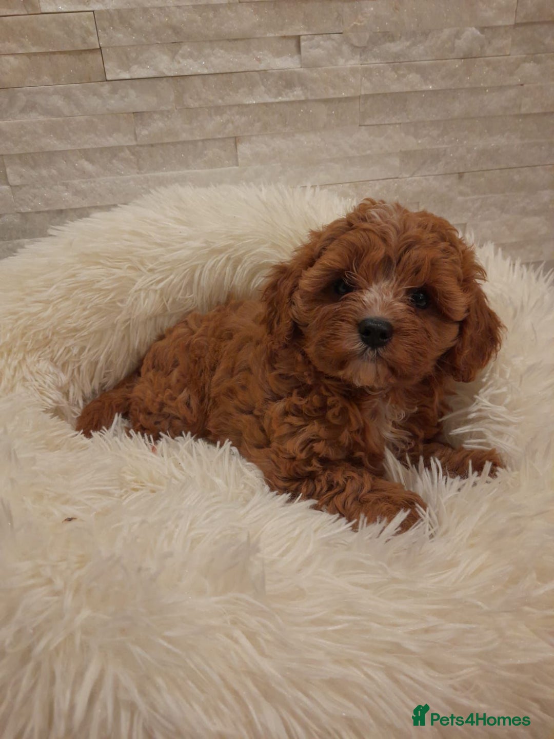 Cavapoo dogs for sale: Beautiful Cavapoos  - Image 1