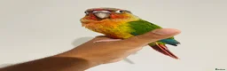 Conures birds for sale: Hand reared conures for sale  - Advert 7