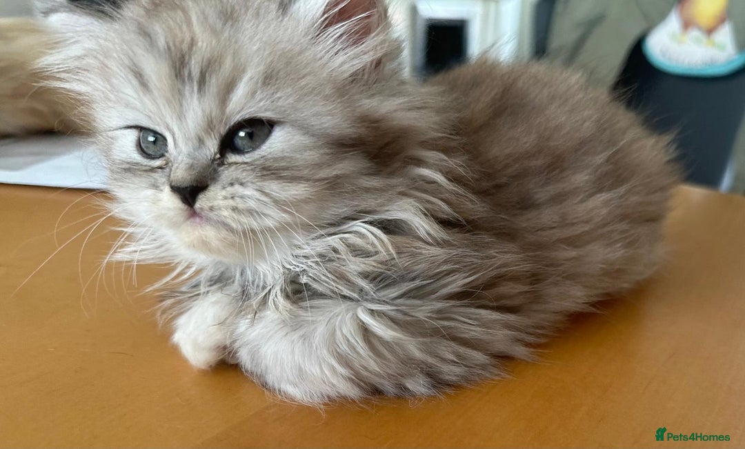 Persian cats for sale: Two multicoloured Persian females - Image 24