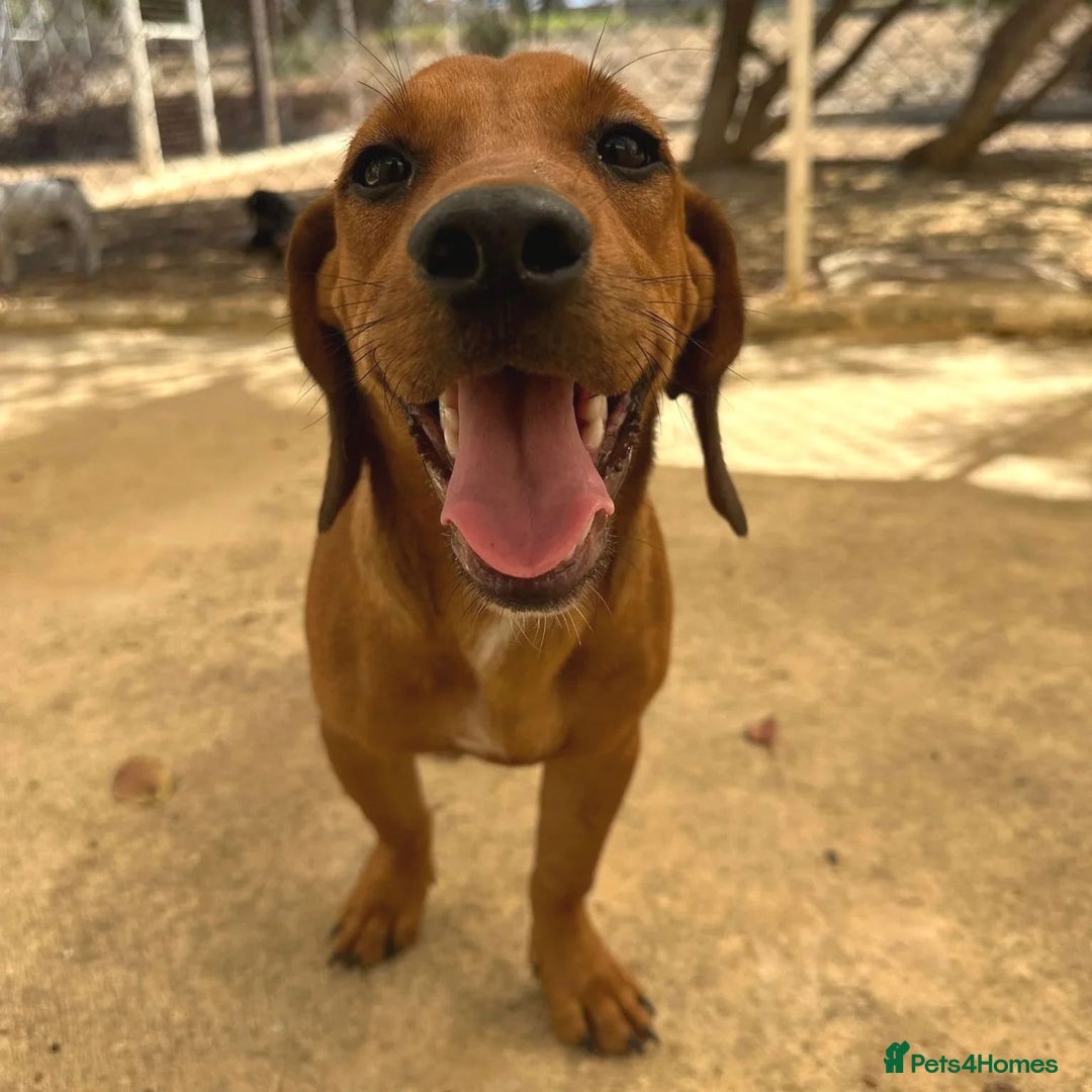 Mixed Breed dogs for adoption: Woody (Mini hound mix) - Advert 6