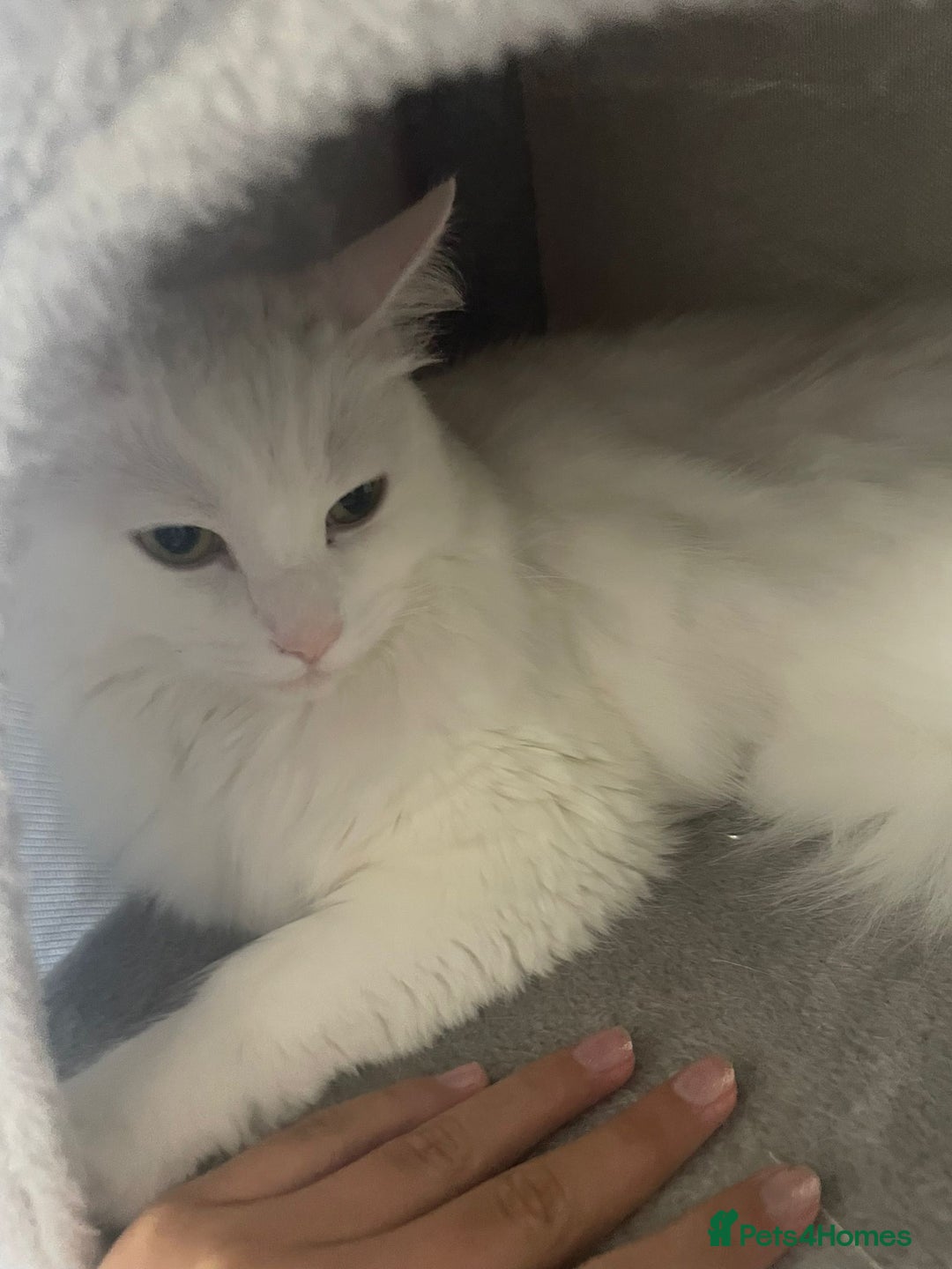 Turkish Angora cats for sale: Snowy Turkish Angora 2 years old female - Image 6