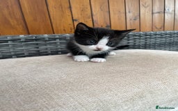 Mixed Breed cats for sale: Two male tuxedo kittens  - Image 4