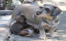 Dachshund dogs for sale: Stunning wired hair mini daxis  - Image 7