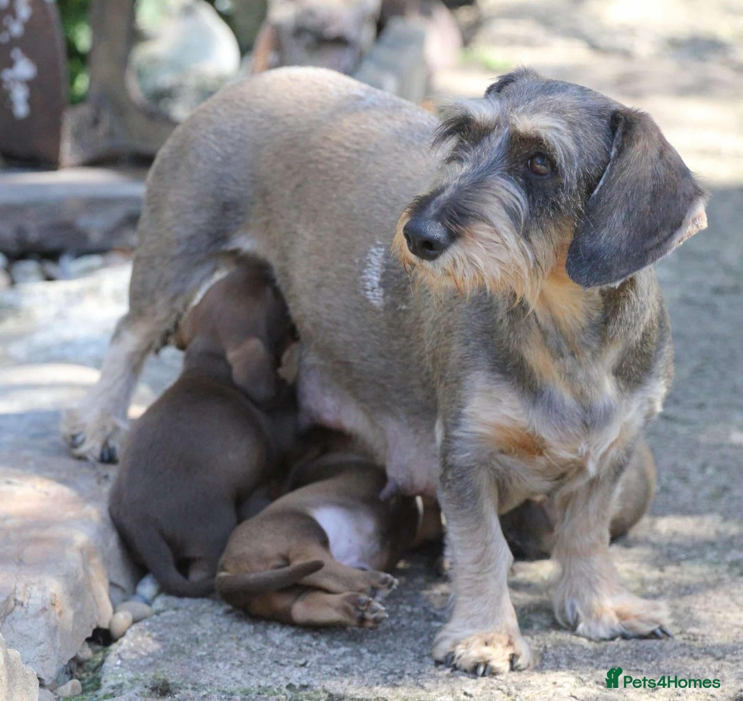 Dachshund dogs for sale: Stunning wired hair mini daxis  - Image 7