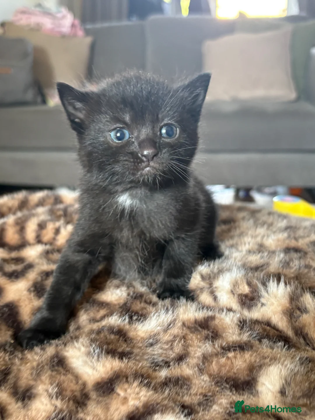 Mixed Breed cats for sale: Two beautiful males  - Advert 6