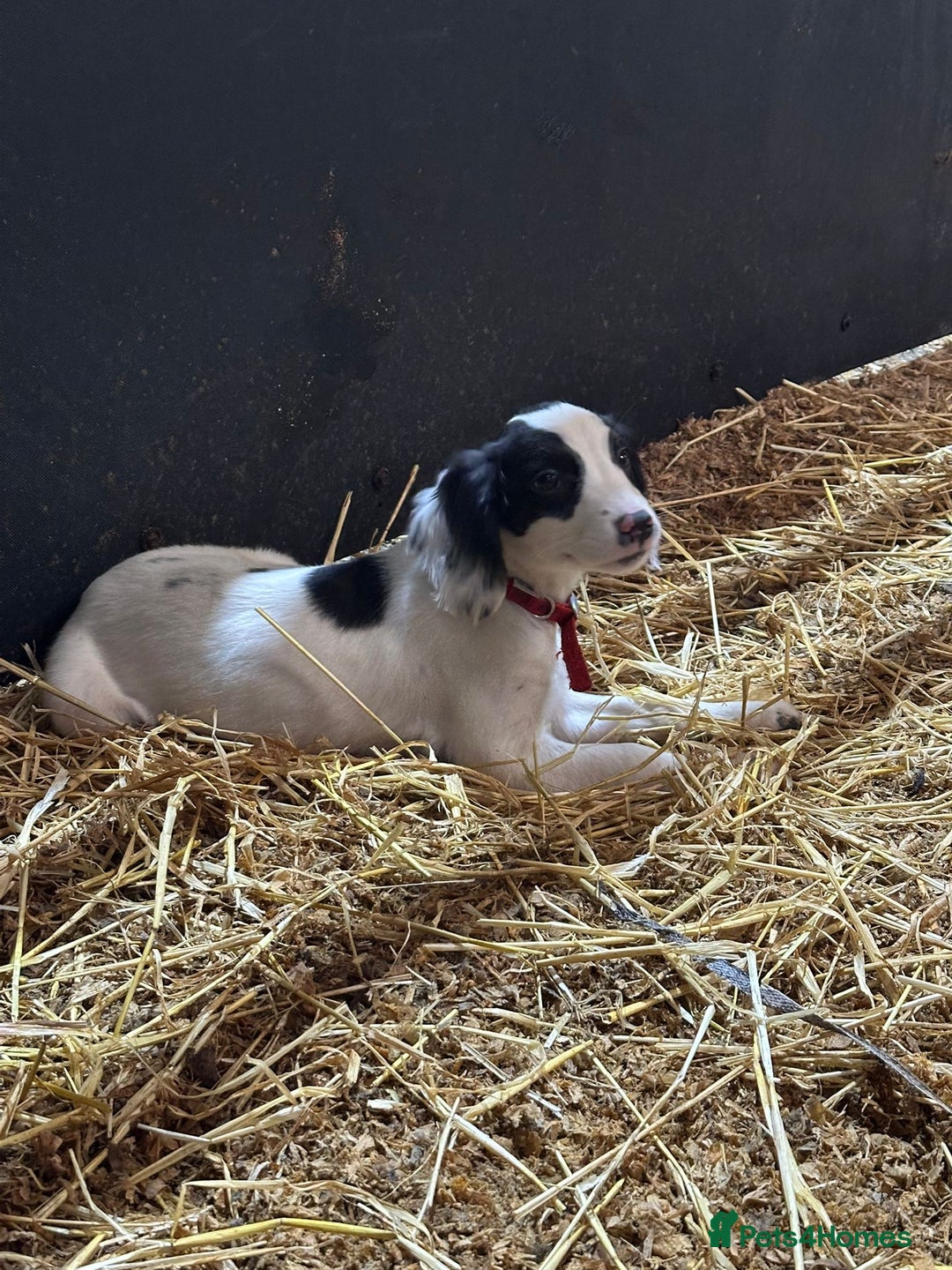 English Springer Spaniel dogs for sale: Springer spaniel pups for sale  - Advert 6