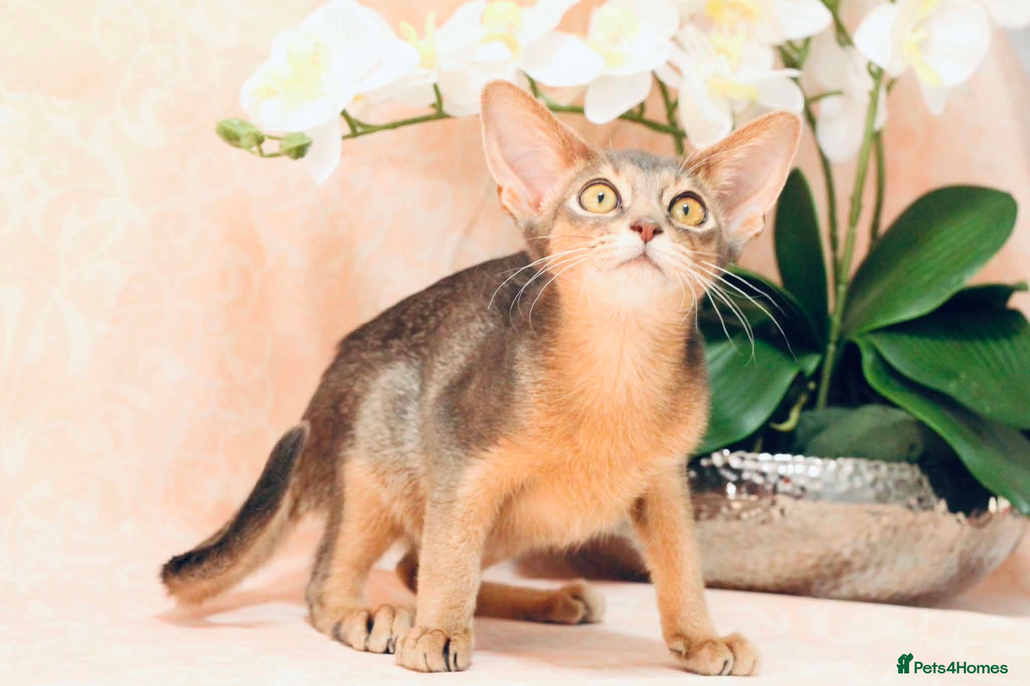 Abyssinian cats     Gorgeous kittens from champion parents 😽 - Advert 13