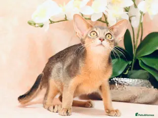 Abyssinian cats Gorgeous kittens from champion parents 😽 - Advert 2