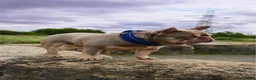 French Bulldog dogs for sale: Exceptional KC French Bulldog Puppies - Advert 17