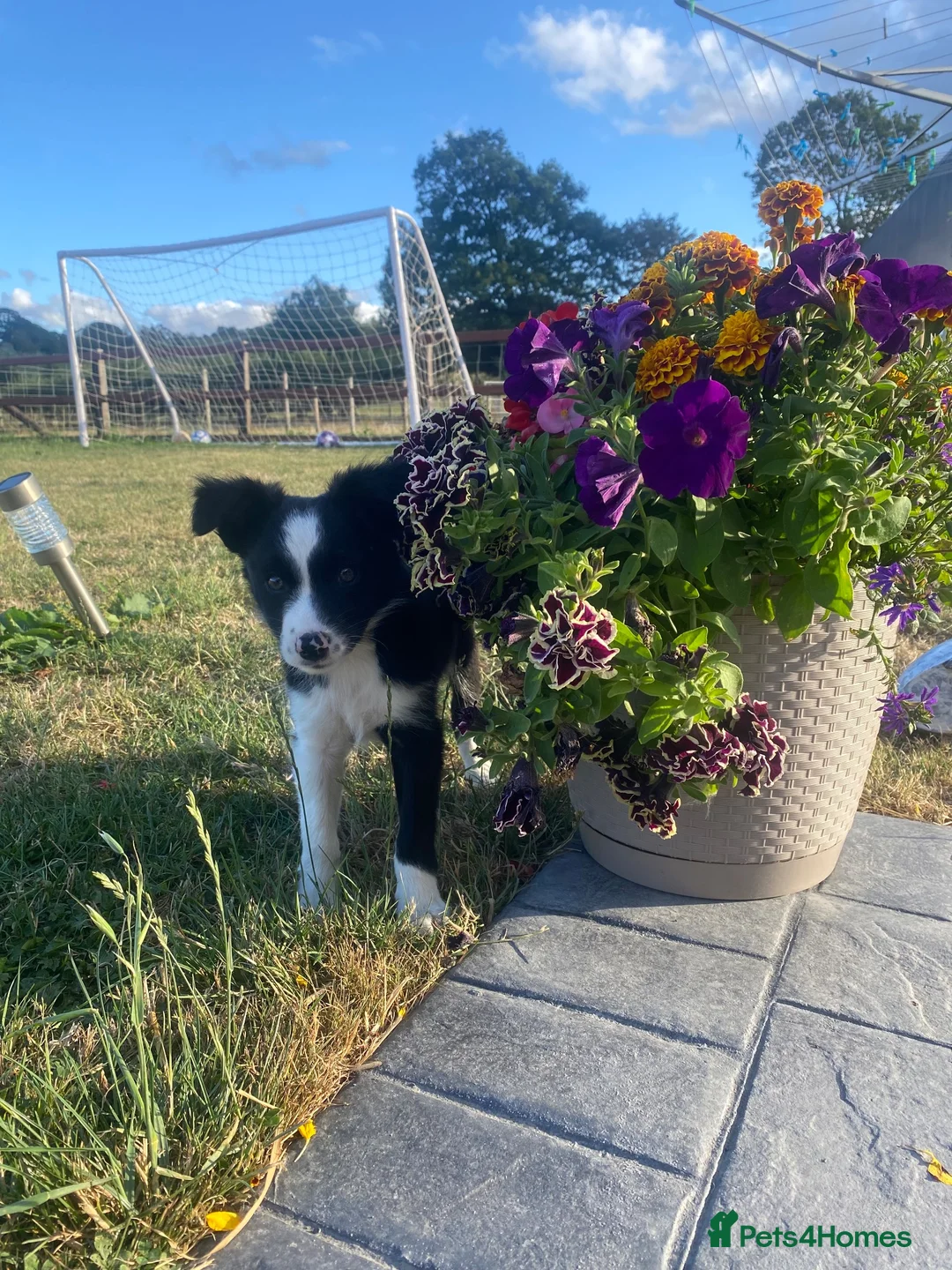 Border Collie dogs for sale: 1 little girl looking for a forever home  - Advert 2