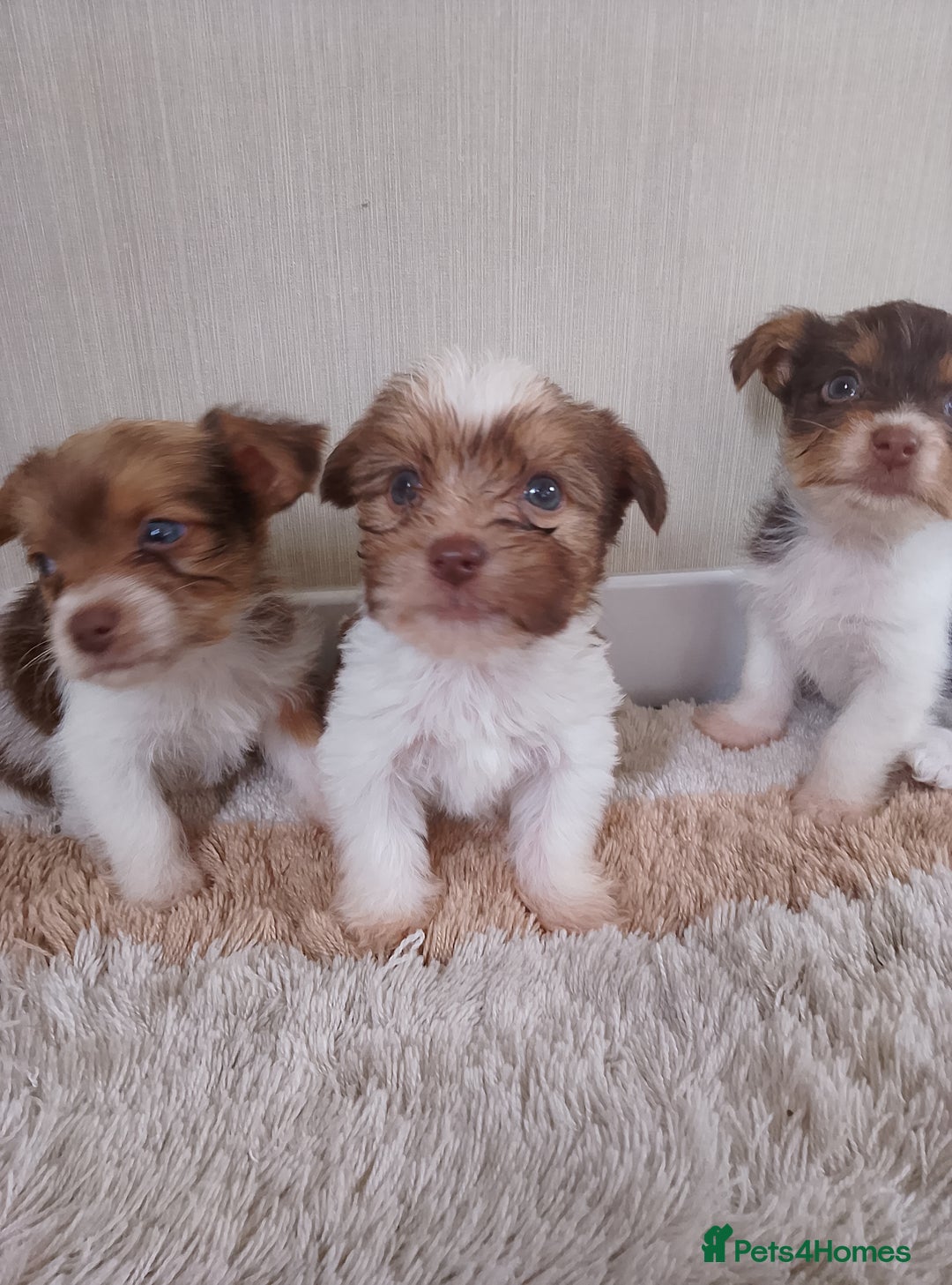 Mixed Breed dogs for sale: Shitzu x jack Russell  - Image 9
