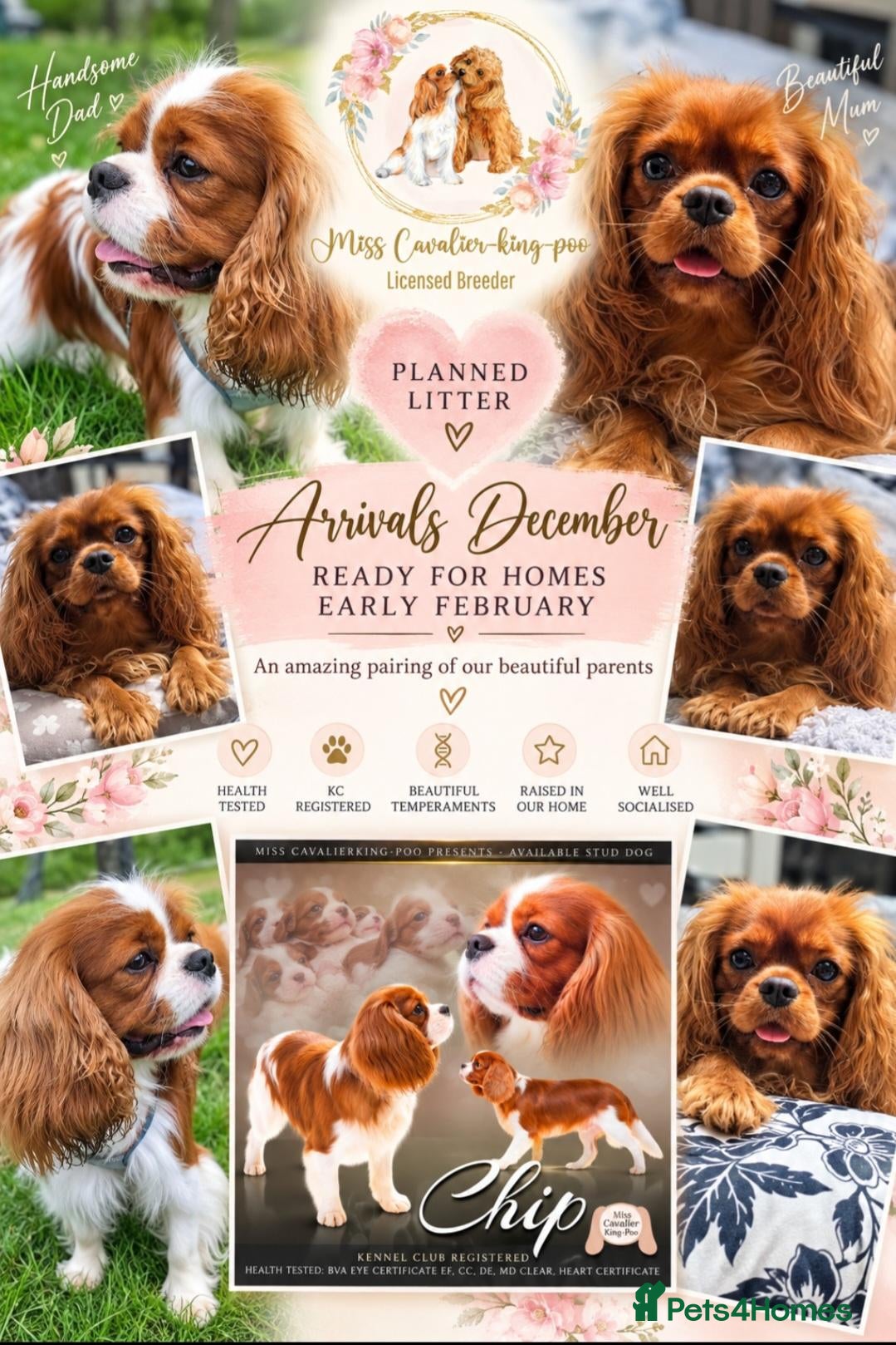 Cavalier King Charles Spaniel dogs Cavalier King Charles Spaniels litter planned  - Advert 13